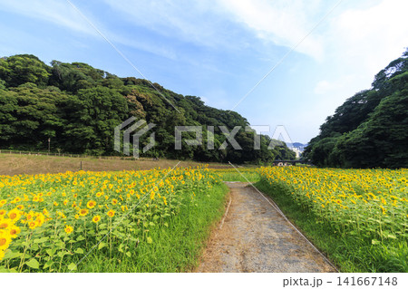 くりはま花の国の向日葵畑 くりはま花の国の向日葵畑 141667148
