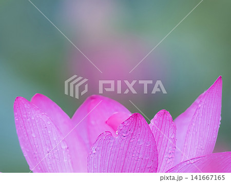 赤いハスの花 赤いハスの花 141667165