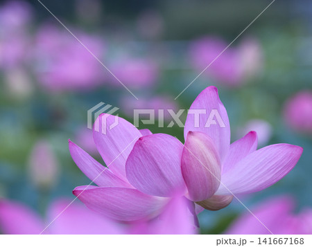 優雅に咲くハスの花 優雅に咲くハスの花 141667168