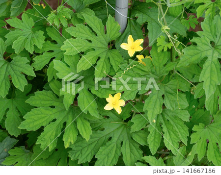 ゴーヤの黄色い小花と葉 ゴーヤの黄色い小花と葉 141667186