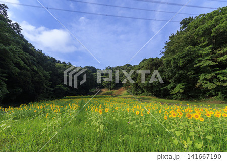 くりはま花の国の向日葵畑 くりはま花の国の向日葵畑 141667190