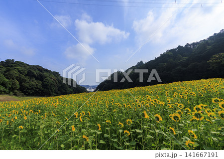 くりはま花の国の向日葵畑 くりはま花の国の向日葵畑 141667191