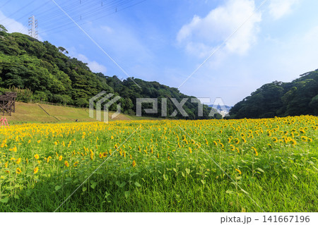 くりはま花の国の向日葵畑 くりはま花の国の向日葵畑 141667196