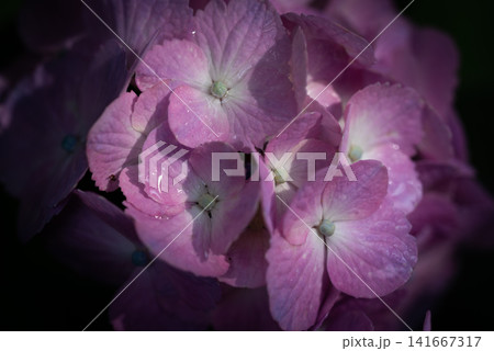庭に咲く本紫陽花(ホンアジサイ) 庭に咲く本紫陽花(ホンアジサイ) 141667317