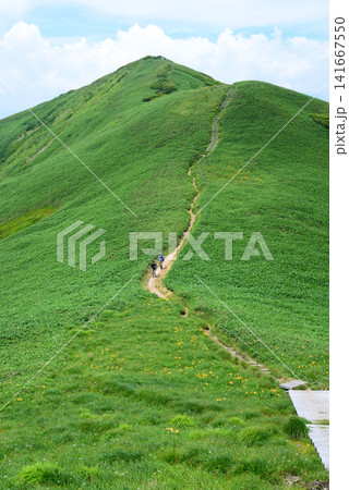 湯沢町仙ノ倉山 緑のじゅうたんに覆われた山肌の一本道を連れ立って歩く登山者の足取りは軽い 湯沢町仙ノ倉山 緑のじゅうたんに覆われた山肌の一本道を連れ立って歩く登山者の足取りは軽い 141667550