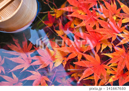 京都 二尊院 美しい秋の紅葉(京都府京都市右京区) 京都 二尊院 美しい秋の紅葉(京都府京都市右京区) 141667680