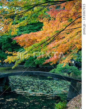 小石川後楽園の真っ赤な紅葉 小石川後楽園の真っ赤な紅葉 141667815