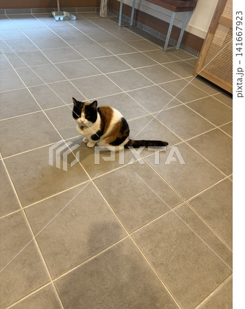 広いタイル床にちょこんと座る三毛猫 広いタイル床にちょこんと座る三毛猫 141667923