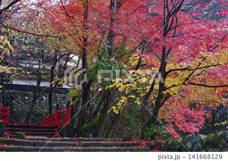 秋の岐阜県揖斐川町谷汲町の横蔵寺は、紅葉の時には赤い橋と三重塔との景色が最高です。 秋の岐阜県揖斐川町谷汲町の横蔵寺は、紅葉の時には赤い橋と三重塔との景色が最高です。 141668129