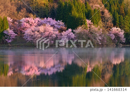 中綱湖の大山桜 中綱湖の大山桜 141668314