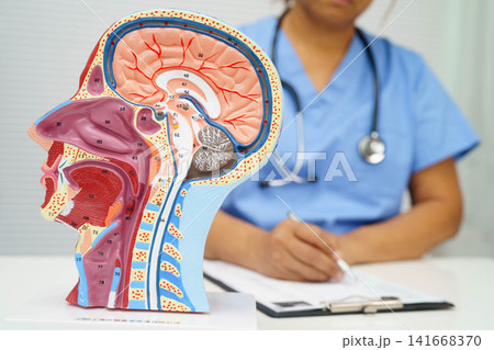 Asian doctor with half head and neck with vessels model. Asian doctor with half head and neck with vessels model. 141668370
