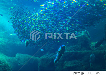 海の生き物(魚影) 海の生き物(魚影) 141668508