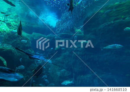 海の生き物（魚影） 141668510