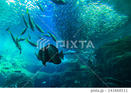 海の生き物(魚影) 海の生き物(魚影) 141668511