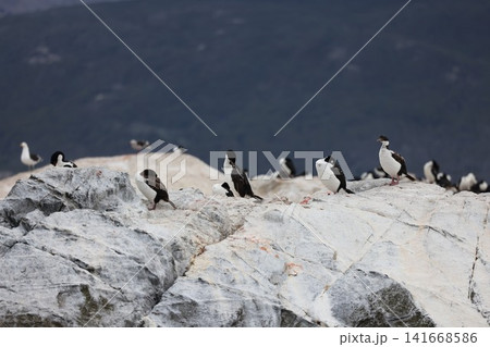 ウシュアイアのビーグル海峡に生息する海鳥たち 141668586