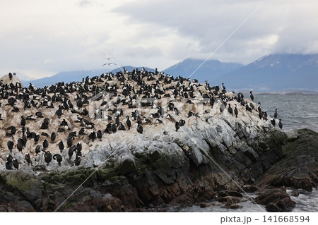 ウシュアイアのビーグル海峡に生息する海鳥の群れ 141668594