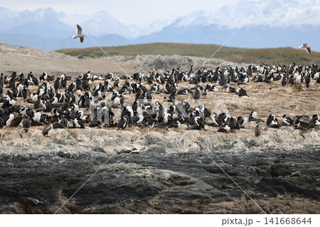 ウシュアイアのビーグル海峡に生息する海鳥の群れ ウシュアイアのビーグル海峡に生息する海鳥の群れ 141668644
