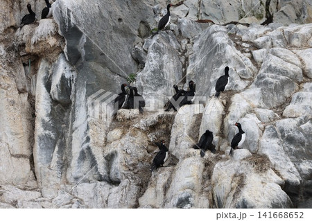 ウシュアイアのビーグル海峡の海鳥たち ウシュアイアのビーグル海峡の海鳥たち 141668652
