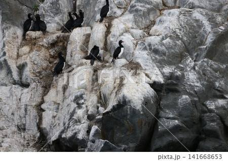 ウシュアイアのビーグル海峡の海鳥 ウシュアイアのビーグル海峡の海鳥 141668653