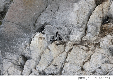 ウシュアイアのビーグル海峡の海鳥 ウシュアイアのビーグル海峡の海鳥 141668663