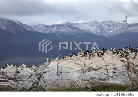 ウシュアイアのビーグル海峡と海鳥 141668668
