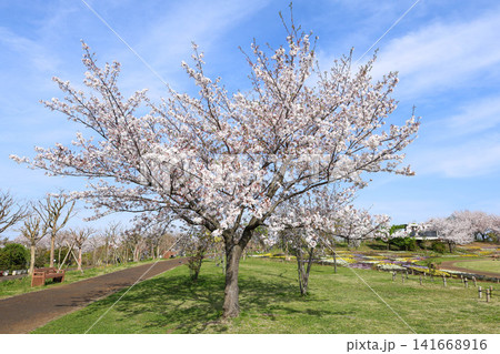 春の青空に映える満開の桜 春の青空に映える満開の桜 141668916