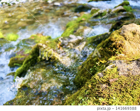 渓流の岩に生える苔 渓流の岩に生える苔 141669388
