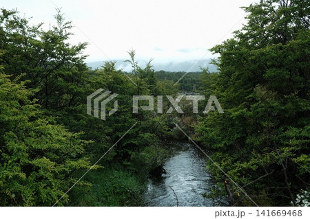 ウシュアイアの森林と小川の風景 ウシュアイアの森林と小川の風景 141669468