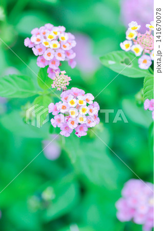 Lantana camara L, Cloth of gold or Hedge flower or Lantana or Weeping lantana or White sage or VERBENACEAE or purple flower 141670078