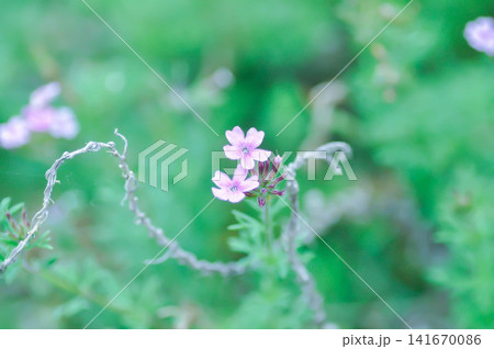 Glandularia gooddingii or Goodding Verbena, Gooding Verbena or Verbena lilacina De la Mina or Verbena Polaris or VERBENACEAE or Garden verbena Glandularia gooddingii or Goodding Verbena, Gooding Verbena or Verbena lilacina De la Mina or Verbena Polaris or VERBENACEAE or Garden verbena 141670086