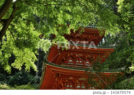 岩船寺 青もみじに覆われる三重塔(京都府木津川市) 岩船寺 青もみじに覆われる三重塔(京都府木津川市) 141670574