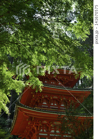 岩船寺 青もみじに覆われる三重塔(京都府木津川市) 岩船寺 青もみじに覆われる三重塔(京都府木津川市) 141670575