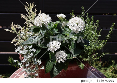 白いペンタスの寄せ植え 白いペンタスの寄せ植え 141670593