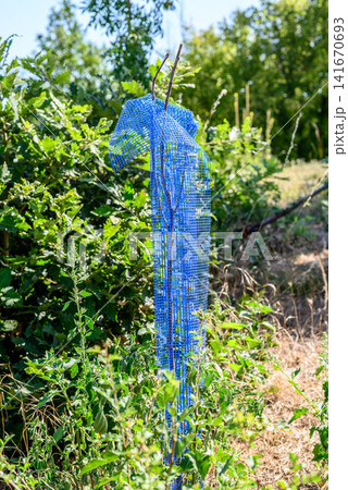 Blue plastic mesh caught on fence in overgrown field Blue plastic mesh caught on fence in overgrown field 141670693
