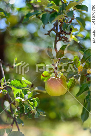 Ripe apple hanging on tree branch in sunlight Ripe apple hanging on tree branch in sunlight 141670700