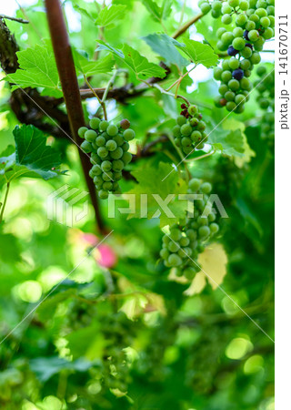 Green grapes growing on the vine in summer Green grapes growing on the vine in summer 141670711