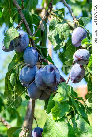 Ripe purple plums on tree branch in summer 141670716