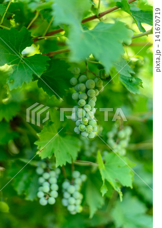 Unripe green grapes on vine in sunny vineyard Unripe green grapes on vine in sunny vineyard 141670719