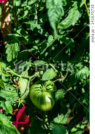 Green tomato growing on garden vine Green tomato growing on garden vine 141670738