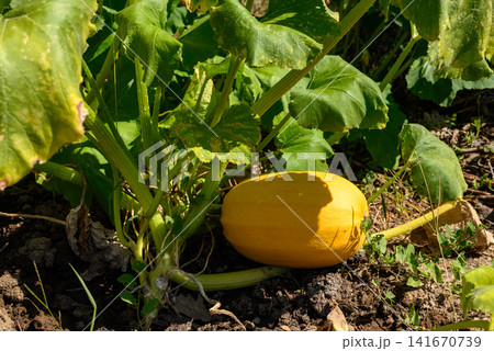 Ripe yellow squash growing in a sunny garden Ripe yellow squash growing in a sunny garden 141670739