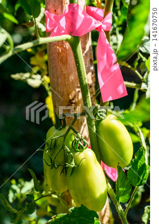 Green tomatoes on garden vine with pink ribbon Green tomatoes on garden vine with pink ribbon 141670750