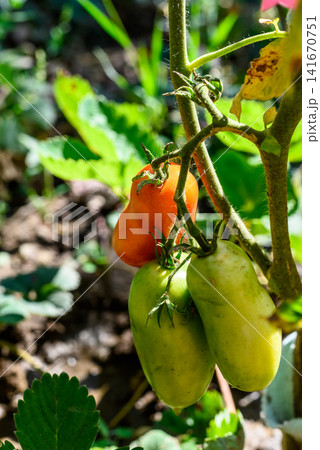 Ripening plum tomatoes on the vine in a sunny garden Ripening plum tomatoes on the vine in a sunny garden 141670751