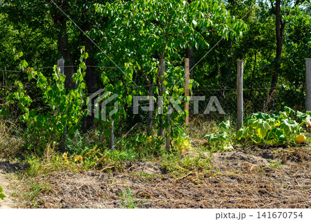 Rural garden with fence and green vegetable plants 141670754