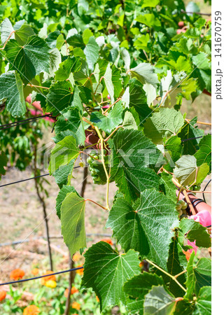 Green grapevine leaves and young grapes in sunlight Green grapevine leaves and young grapes in sunlight 141670759