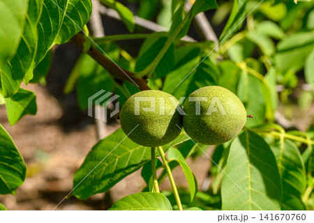 Two green walnuts on a tree branch Two green walnuts on a tree branch 141670760