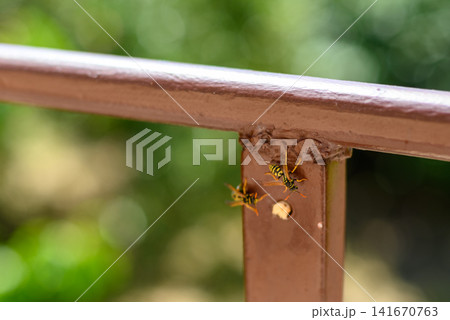 Wasps building nest on metal railing Wasps building nest on metal railing 141670763