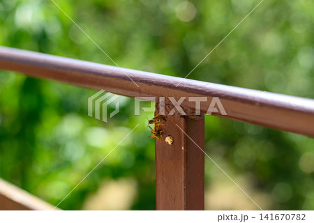 Small wasps on brown metal railing outdoors Small wasps on brown metal railing outdoors 141670782