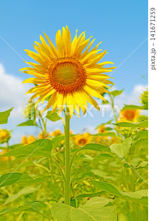 家の周りの草花　四季の色々　農園の花畑に美しい大輪のヒマワリの花が青空に向かって咲いています 141671259