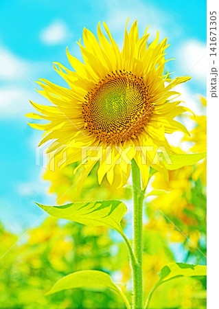 家の周りの草花 四季の色々 農園の花畑に美しい大輪のヒマワリの花が青空に向かって咲いています 家の周りの草花 四季の色々 農園の花畑に美しい大輪のヒマワリの花が青空に向かって咲いています 141671305