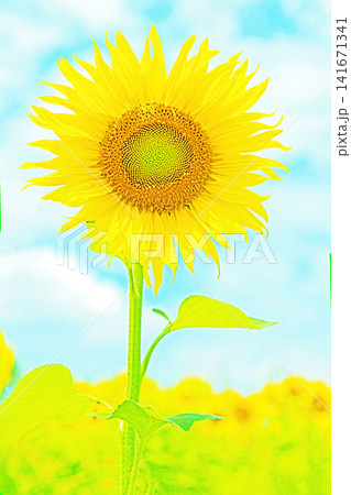 家の周りの草花　四季の色々　農園の花畑に美しい大輪のヒマワリの花が青空に向かって咲いています 141671341